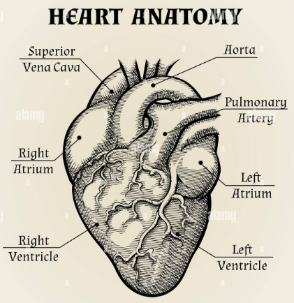Diagram of the Human Heart.